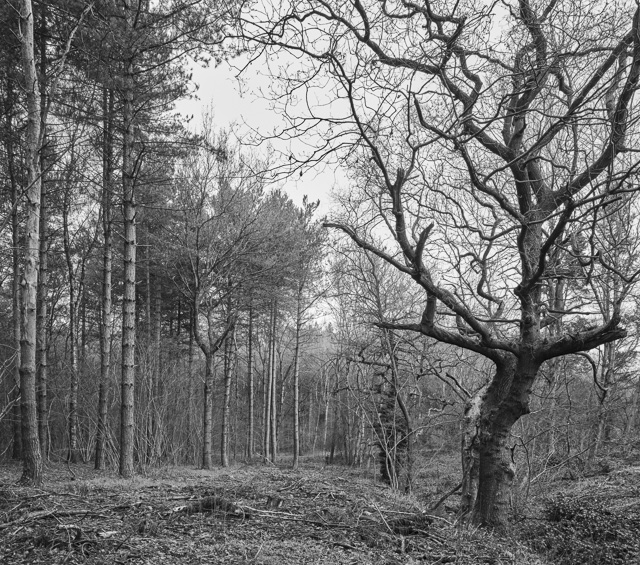 Martinshaw Wood